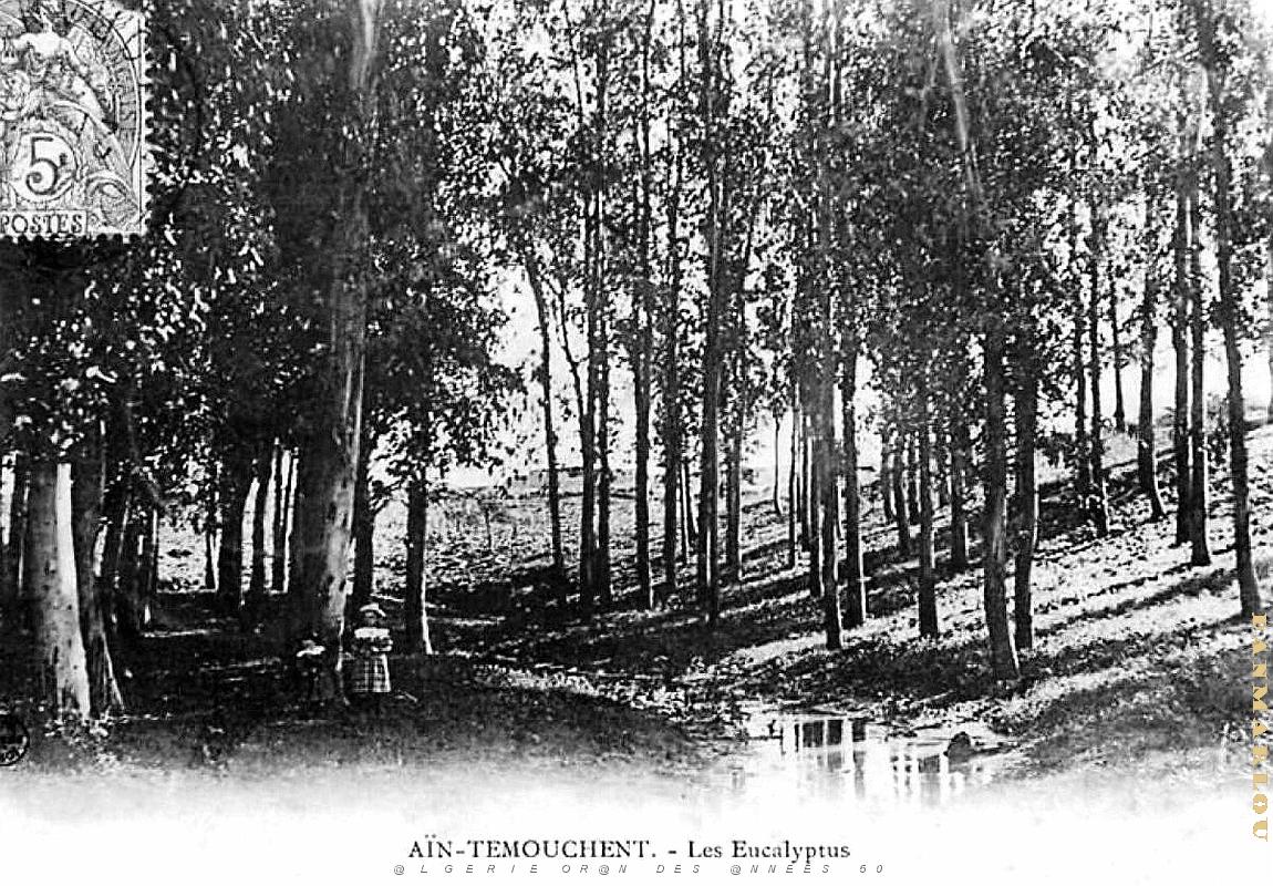 Ain-Temouchent - Eucalyptus - 1908.jpg